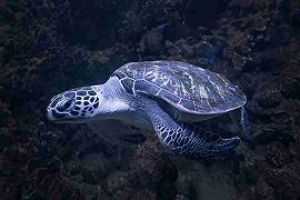 Lulù: la tartaruga in una vasca da 80 anni
