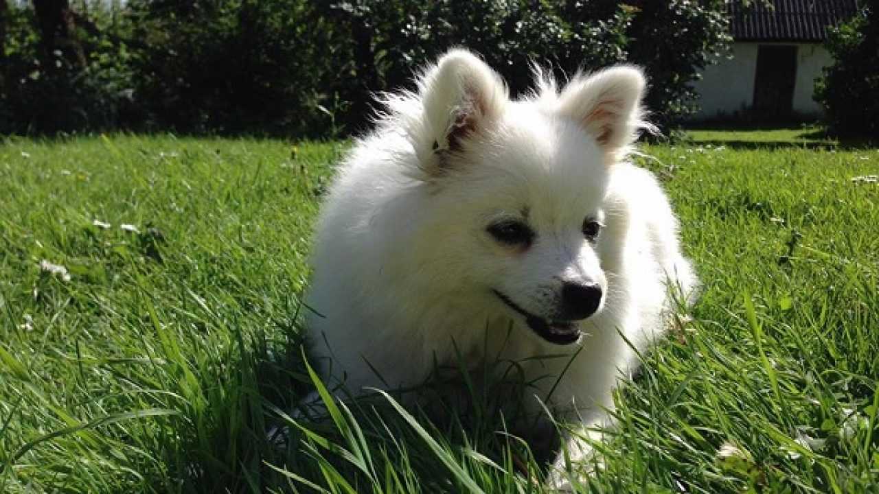 Volpino italiano: un cane dalle tante qualità