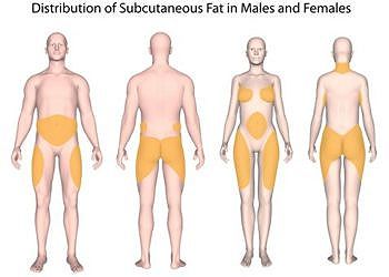 Subcutaneous fat protects the female brain