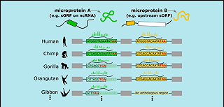 Gli esseri umani continuano ad evolversi con l’emergere di nuovi geni