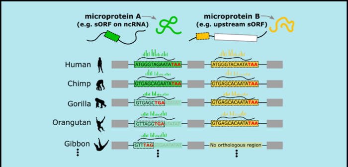 Gli esseri umani continuano ad evolversi con l’emergere di nuovi geni