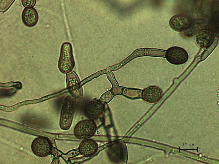 Due funghi lavorano insieme per uccidere gli alberi di fico