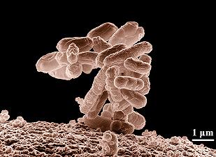 Mappare l’E. coli per superare l’antibiotico resistenza