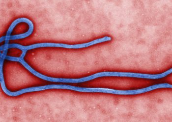 I regimi vaccinali contro l'ebola sono sicuri negli adulti e nei bambini