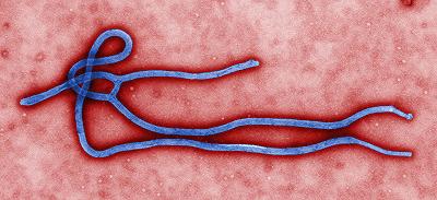 I regimi vaccinali contro l’ebola sono sicuri negli adulti e nei bambini