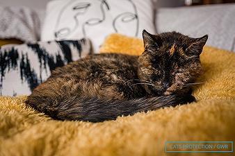 Flossie, la gatta più vecchia del mondo