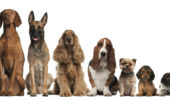 Le differenze comportamentali tra le razze canine sono legate allo sviluppo del sistema nervoso