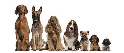 Le differenze comportamentali tra le razze canine sono legate allo sviluppo del sistema nervoso
