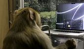 Neuralink: il video di una scimmia che scrive al computer usando la sua mente