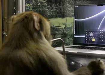Neuralink: il video di una scimmia che scrive al computer usando la sua mente