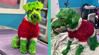 Artistic grooming: Schnauzer tinto per somigliare al Grinch