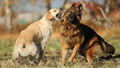 Aggressività: difficile individuarla, soprattutto nei cani