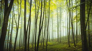 Alberi: valorizzare il verde nelle città italiane