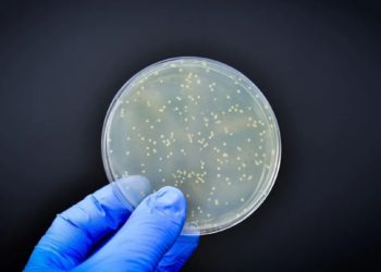 Batteri: scoperto il meccanismo che resiste agli antibiotici