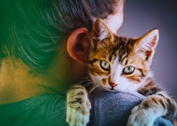 Gatti: relazione tra benessere dell’animale e personalità umana