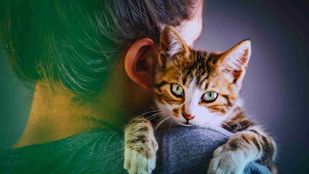 benessere del gatto e personalità del suo umano