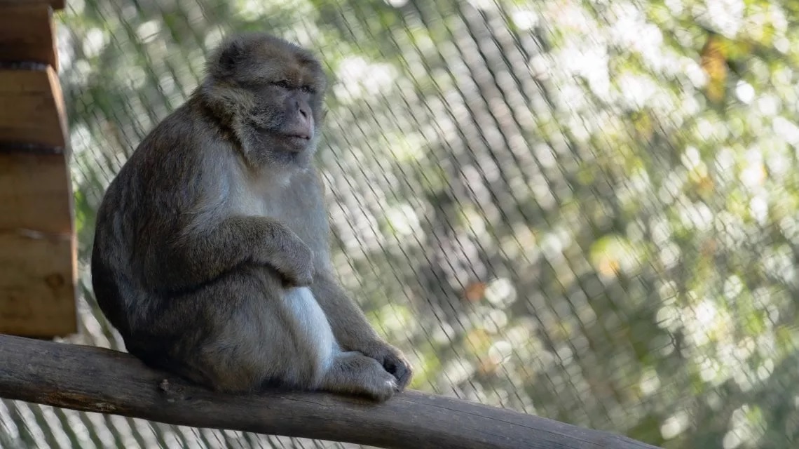 Bertuccia Calogero: una legge ne sancisce la libertà