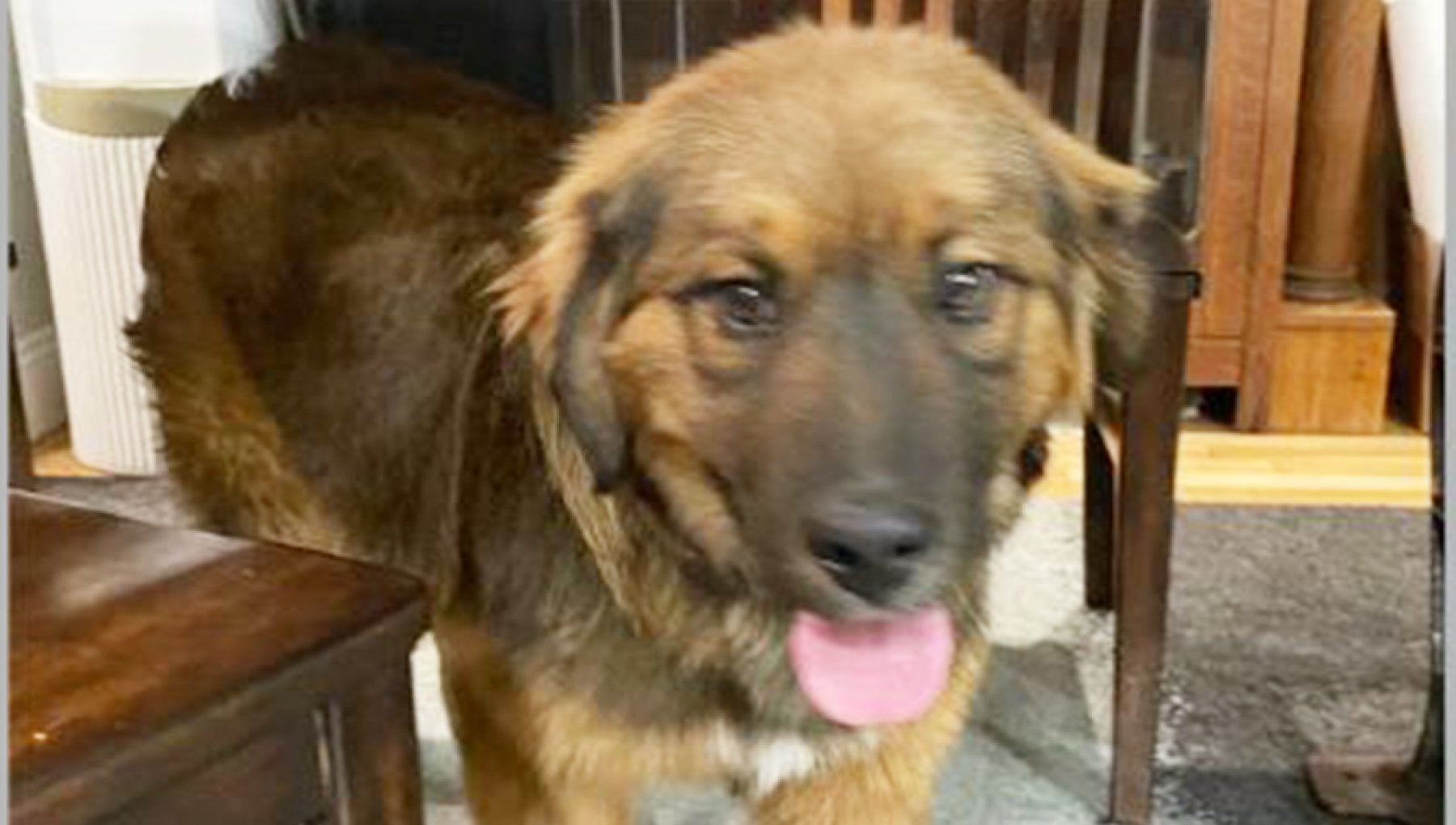 Bear: il cane che ha attraversato a nuoto il fiume Hudson
