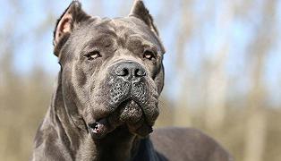 Cane corso: le peculiarità