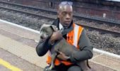 cane salvato dai binari del treno