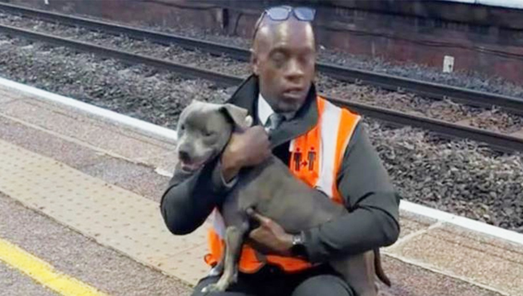 cane salvato dai binari del treno