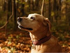 Cani: le ghiande sono un pericolo