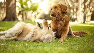 Cani: ecco come si inseriscono all’interno di una famiglia