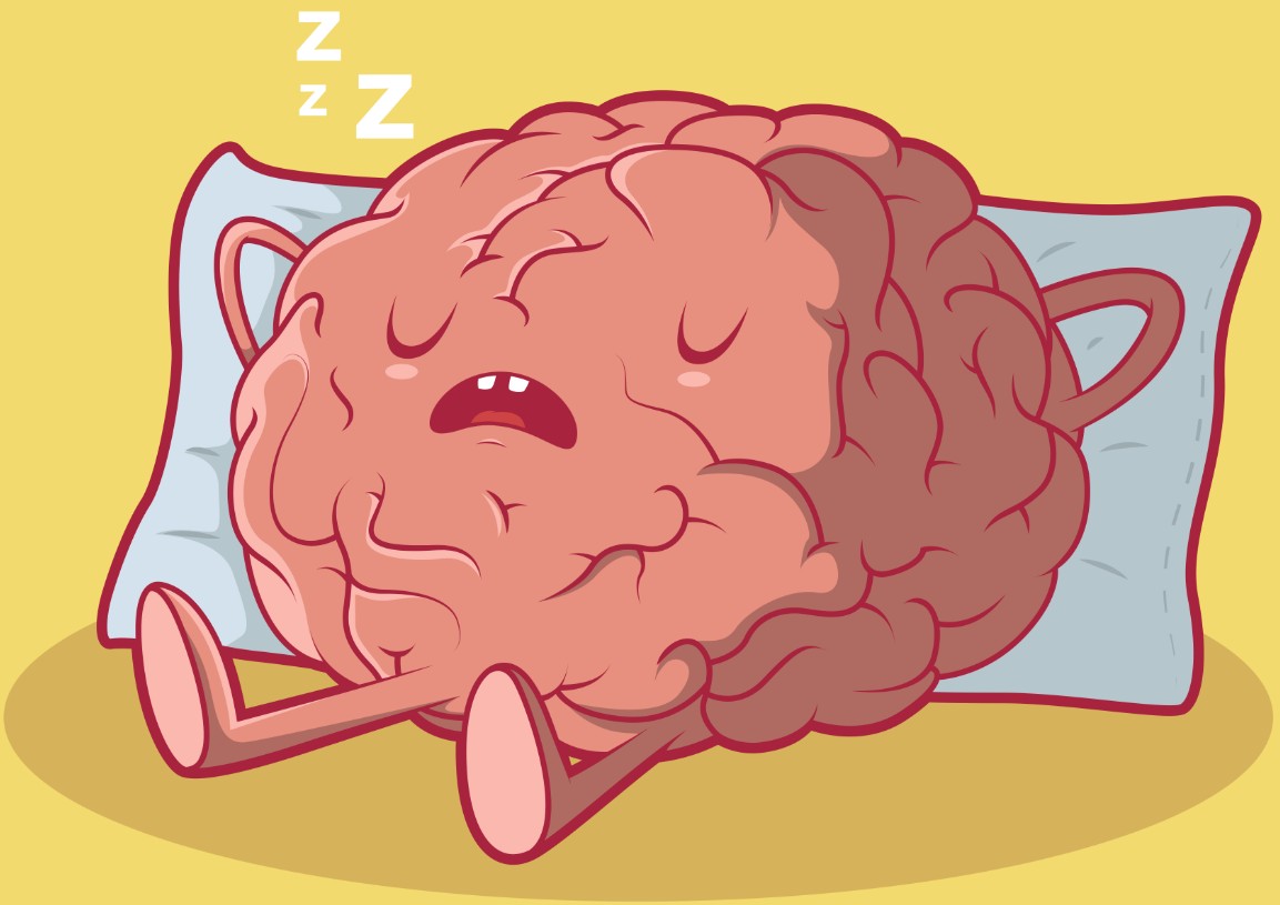 cervello sonno
