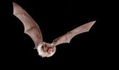 I pipistrelli usano il "growl" per i loro vocalizzi, come i cantanti metal