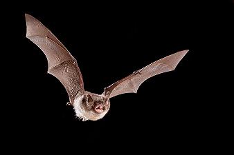 I pipistrelli usano il “growl” per i loro vocalizzi, come i cantanti metal