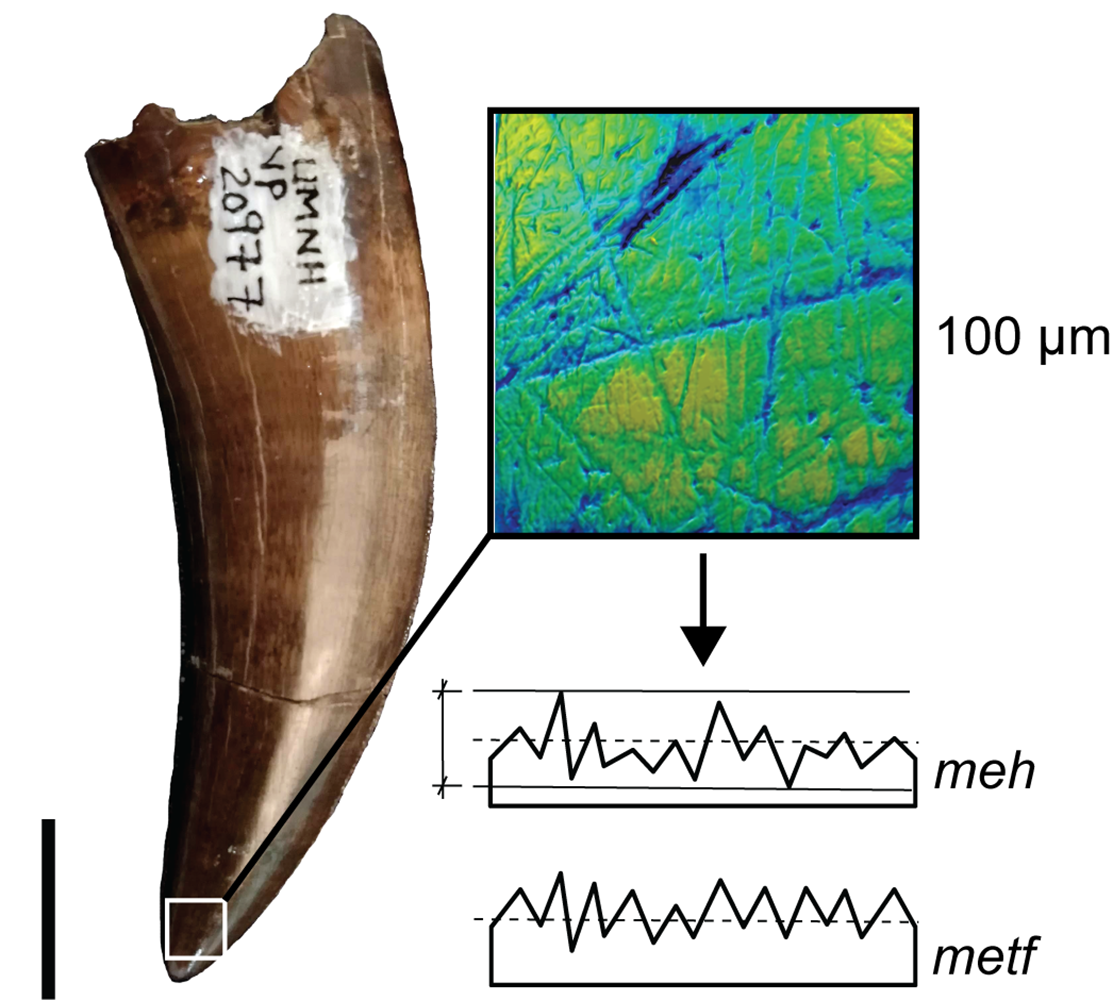 I denti dei dinosauri rivelano ciò che non mangiavano