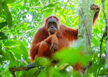 La comunicazione degli oranghi e le origini del linguaggio umano