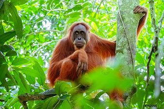 La comunicazione degli oranghi e le origini del linguaggio umano