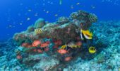 fondale marino con coralli