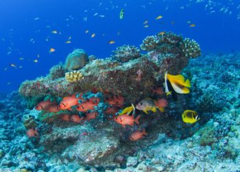 Coralli: le Seychelles si impegnano per conservarli