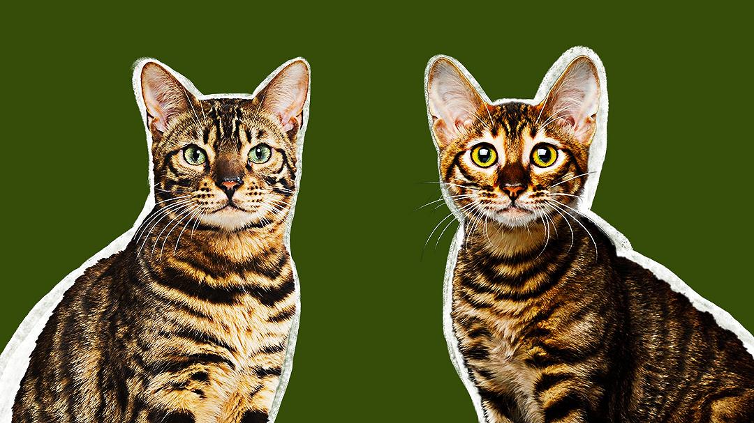 Bengala e Toyger: le caratteristiche delle due razze