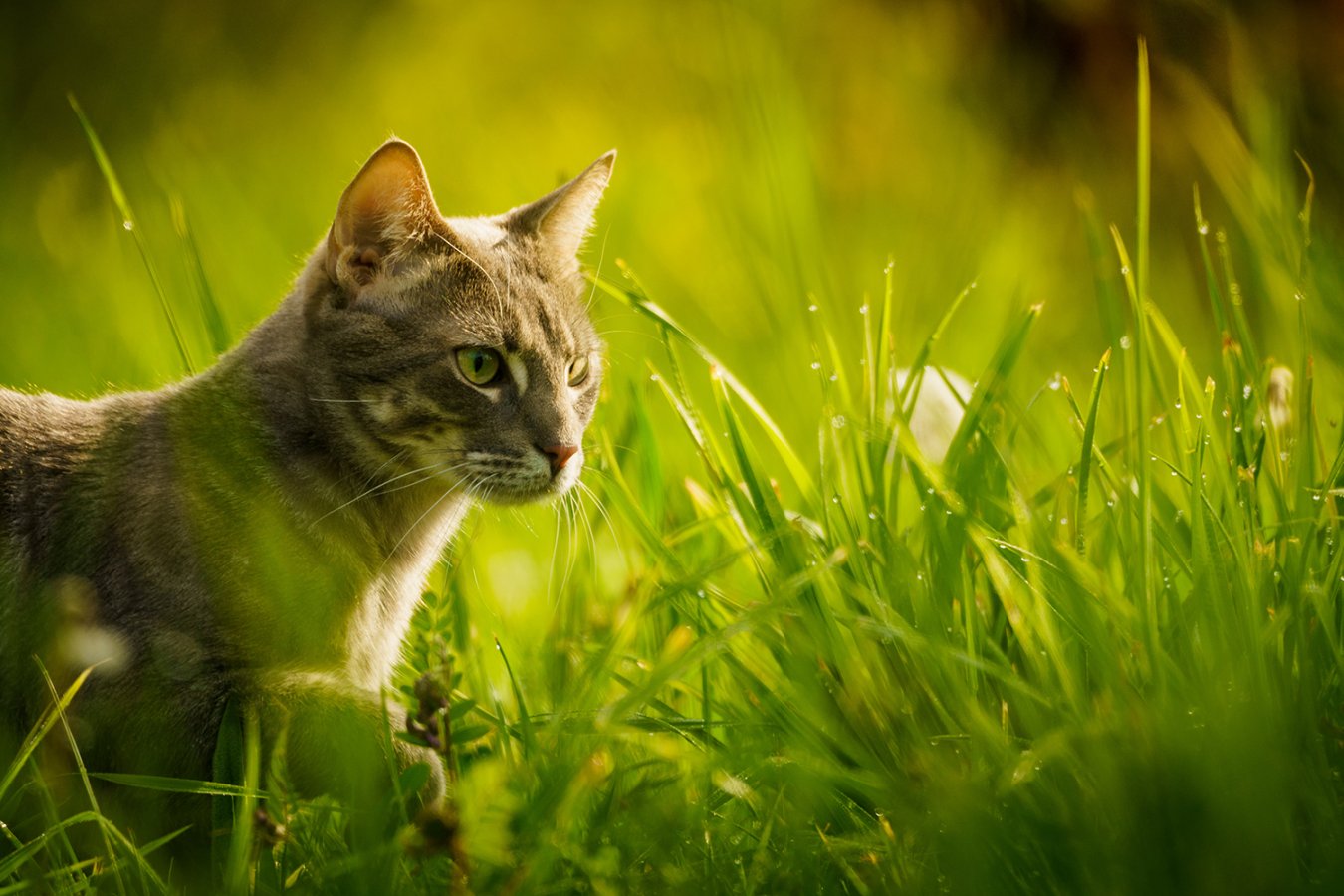 gatto mangia l'erba
