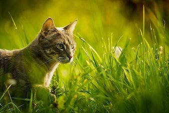 Gatti: ecco perché amano l’erba