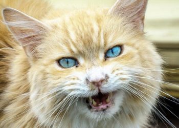 Gatti: quali denti perdono e come avviene la caduta?