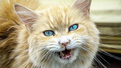 Gatti: quali denti perdono e come avviene la caduta?