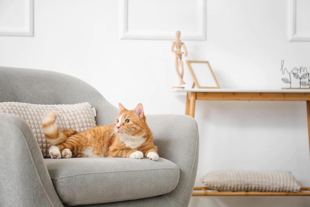 Gatti: stare chiusi in casa fa bene alla loro salute