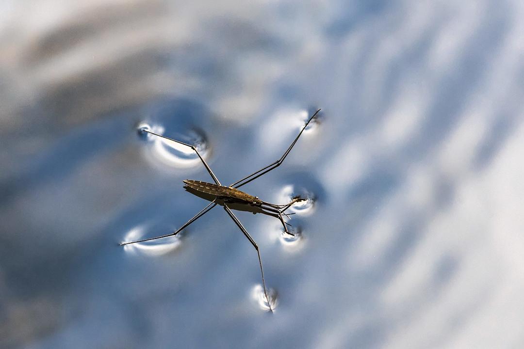 Insetti: come riescono a camminare sull’acqua?