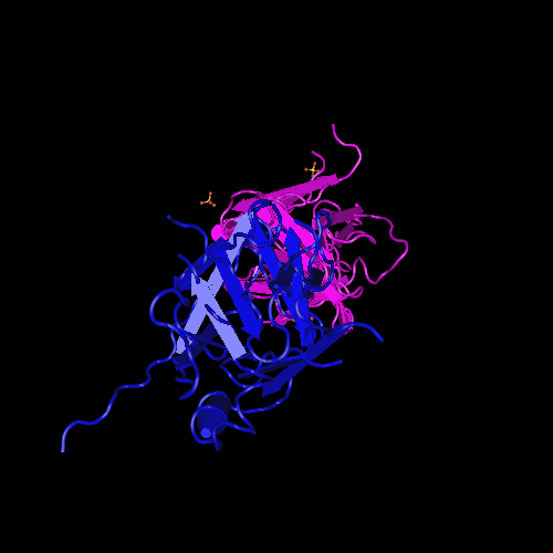 L’evoluzione della proteina immunitaria
