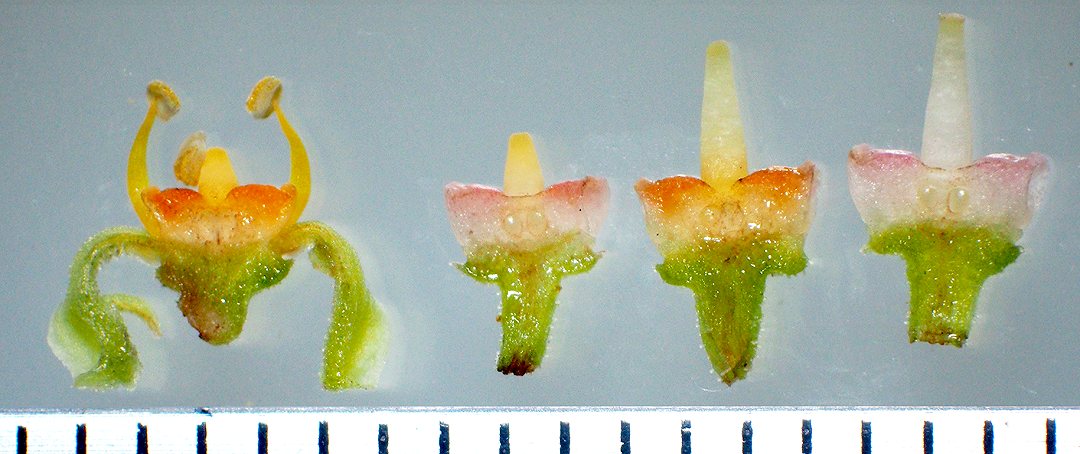 Il fiore che cambia colore ma che poi ci ripensa