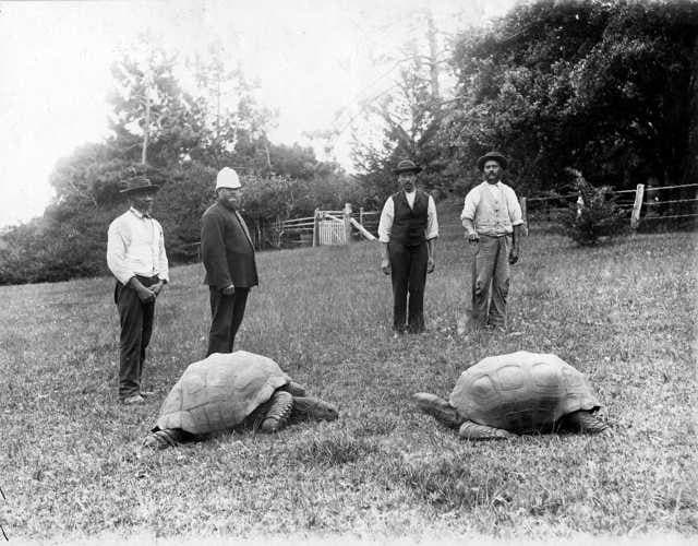 Jonathan the turtle just celebrated his 190th birthday
