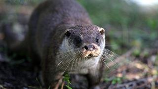 Lontra: confermato il ritorno nel Veneto