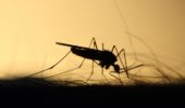 Per controllare le zanzare, i ricercatori le etichettano con codici a barre di DNA