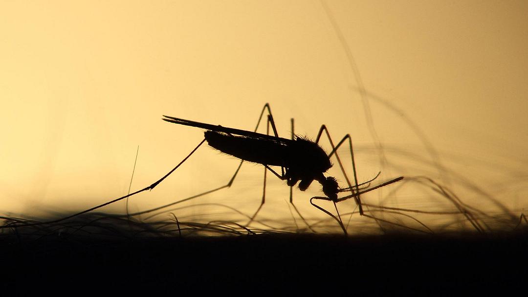 Per controllare le zanzare, i ricercatori le etichettano con codici a barre di DNA