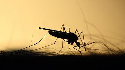 Per controllare le zanzare, i ricercatori le etichettano con codici a barre di DNA