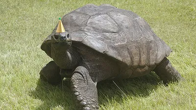 La tartaruga più vecchia del mondo compie 190 anni